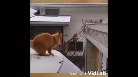 cat funny video