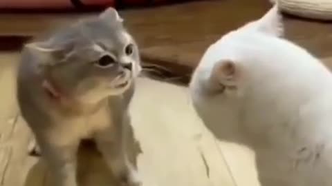 Funny cat videos 🤣🤣 | funny | entertainment |