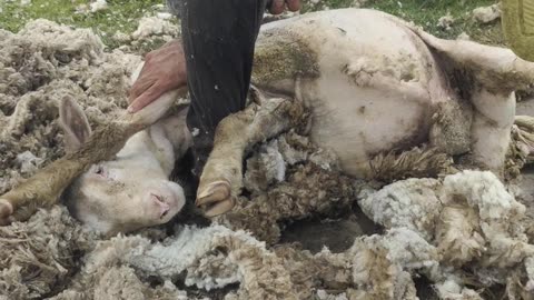 Sheep Shearing on the top of a mountain