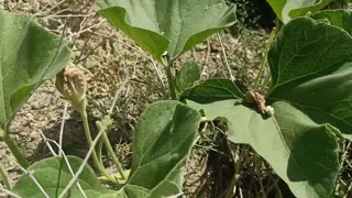 Green Chilli Plant at Home || green Chilli flower to fruit || sabz mirch lagane ka tarika