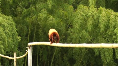 Howler monkey fauna