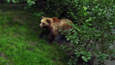 The bear in the water is very beautiful