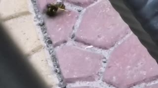 Wasp versus fly (rare recording)