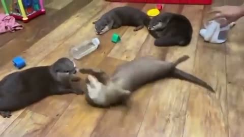 The otter loves to play spin games