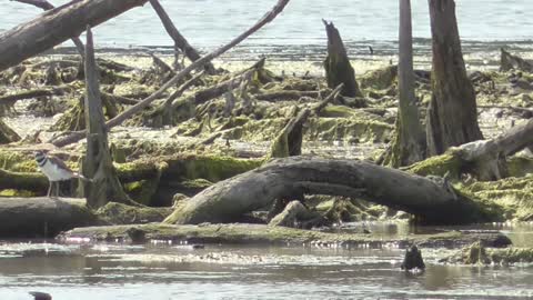 360-1 Toussaint Wildlife - Oak Harbor Ohio - 2nd Part Of Long Video