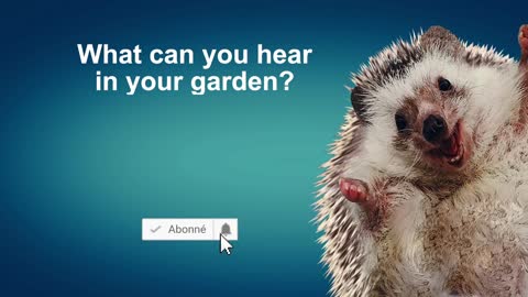 HEDGEHOG SOUNDS Sound Effects [High Quality]