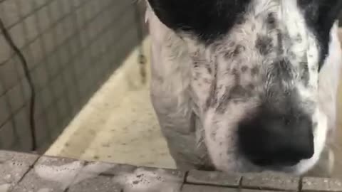 Dog Daily Shower and he is Happy to Take it