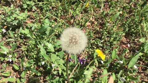 Dandelion seeds