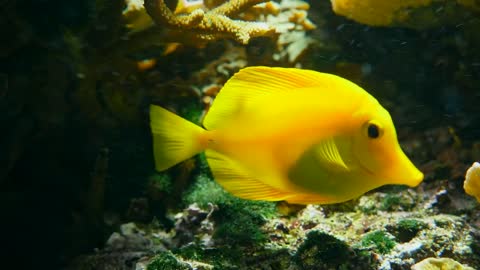 Yellow fish swimming among corals