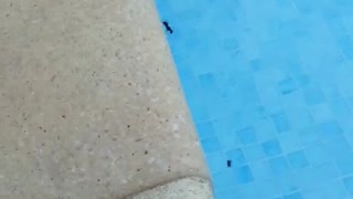 Ant Throws Another Ant Into Pool