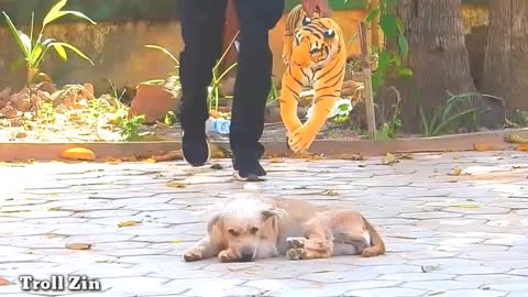 Troll zine fake lion and fake Tiger prank the dog very nice video