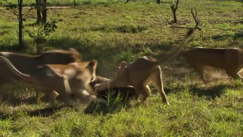 Lion Country: Lions Prepared to Lead African Fields | Our Reality