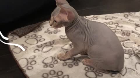 Hairless Cat Brothers Love To Wrestle And Growl At Each Other