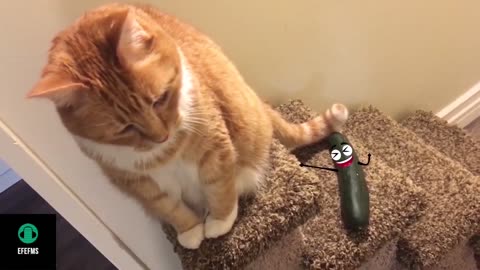 Funny Cat Video 🔥🔥