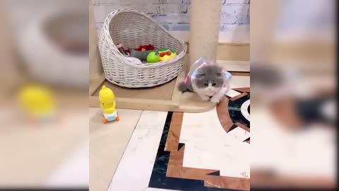 Baby cat funny videos