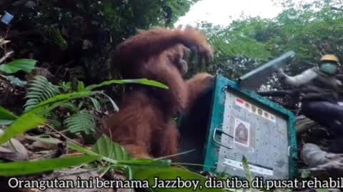 the release of orangutans in the wild