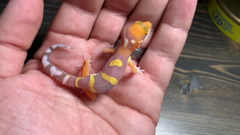 Baby tremper albino leopard gecko