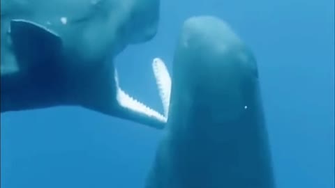 Sperm whale opens its mouth
