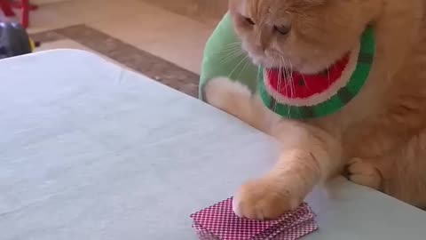Amezing 😱 Cat Card Sufficient | Cat Playing With Cards