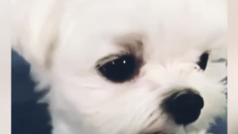 Cutest small puppy is eating some food from his owner