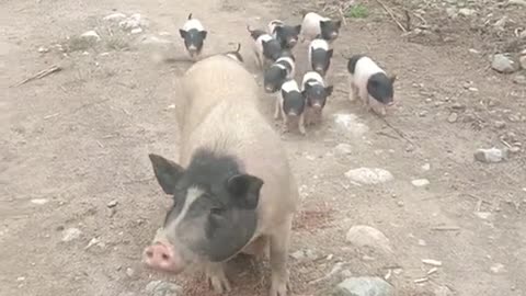 Mother pig and their children's playing in the field