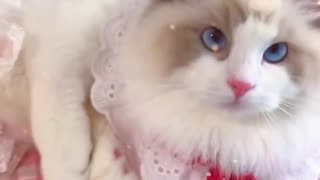 Aww cute cat videos funny Vol5❤️ Cat Cash Compilation chines💚 Tiktok Cat Meow #cat #shorts