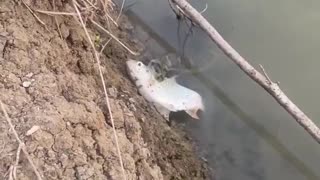 Snake Snatches Fish at the Shore