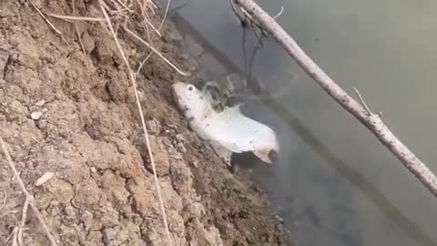 Snake Snatches Fish at the Shore
