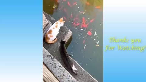 Pets and Other animals - Funny compilation