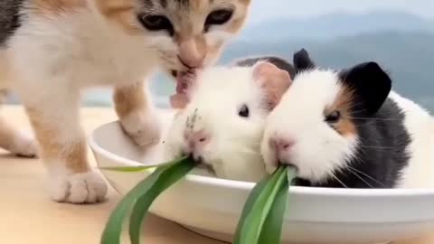 Funny cat 🐈 and rabbits 🐇