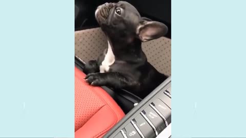 Funny Puppy Videos - 20