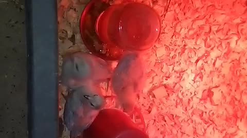 Chicks in a brooder Part 29