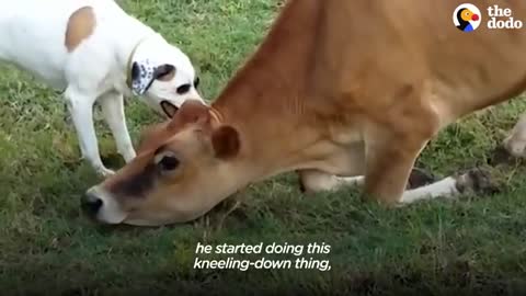 Rescued Baby Cow Starts Wrestling With A Dog