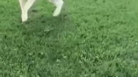 Funny animals in action 👀