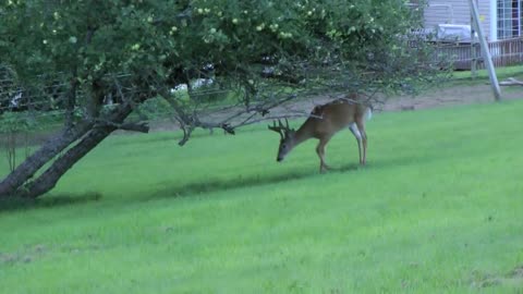 Bosco versus deer