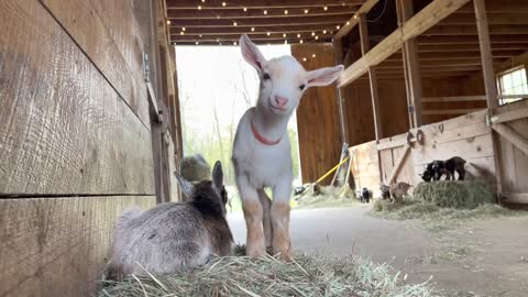 Little GOATS Practice Running