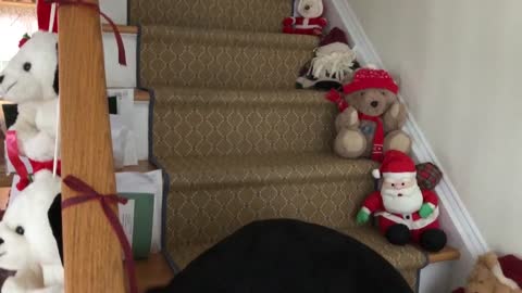 Adorable intelligent dog finds requested toy