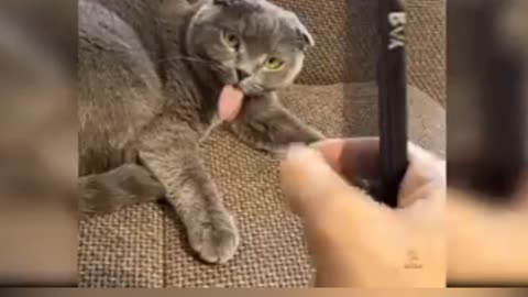 Funny cats videos