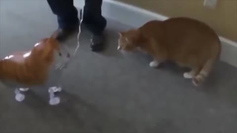 Cat Reaction to cat toy - funny moment