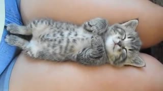 the dreaming kitten!
