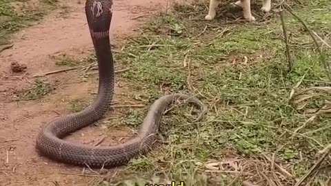 This Is Why Snakes Lose To Cats In Every Fight #shorts.mp4