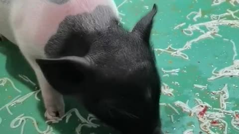 Little pig eats delicious food