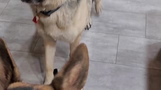 Second time Kai meeting Zeus