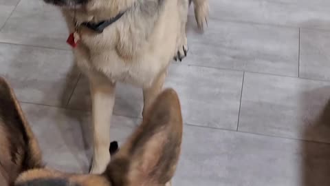 Second time Kai meeting Zeus