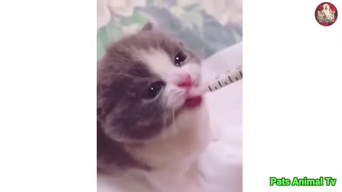 Baby Cat ❤ Cute and Funny Cat Videos Compilation