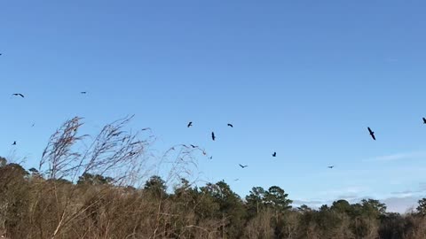 Pelicans on a Lake