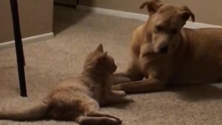 Cat and dog making out