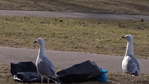 Havstrutar i Stadsparken, Helsingborg 19 Mars 2018