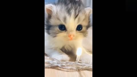 😍Watch What Those Funny TikTok Pets Have in Mind 💗