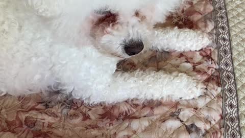 little teddy on the bed